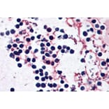 Immunohistochemistry - Anti-NLRP3 Antibody (A121153) - Antibodies.com