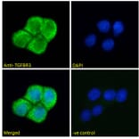 Immunofluorescence - Anti-TGFBR3 Antibody (A121154) - Antibodies.com