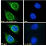 Immunofluorescence - Anti-RNF125 Antibody (A121155) - Antibodies.com