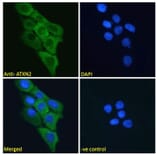 Immunofluorescence - Anti-SCA2 Antibody (A121157) - Antibodies.com