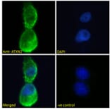Immunofluorescence - Anti-SCA2 Antibody (A121157) - Antibodies.com