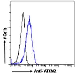 Flow Cytometry - Anti-SCA2 Antibody (A121157) - Antibodies.com