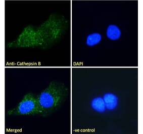 Immunofluorescence - Anti-Cathepsin B Antibody (A121144)