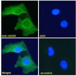 Immunofluorescence - Anti-hCG Receptor/LHR Antibody (A121158) - Antibodies.com