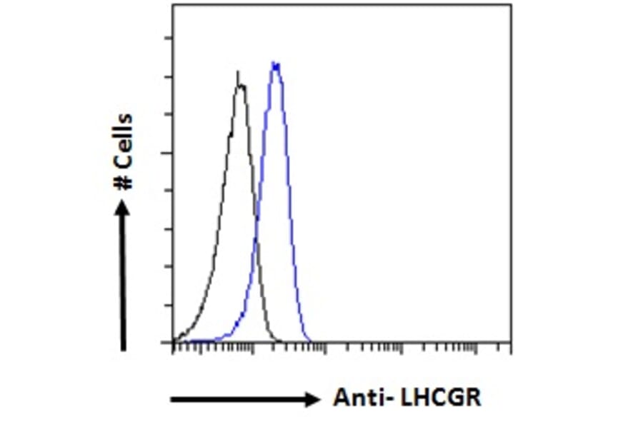 Flow Cytometry - Anti-hCG Receptor/LHR Antibody (A121158) - Antibodies.com