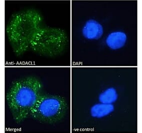 Immunofluorescence - Anti-AADACL1 Antibody (A121150)