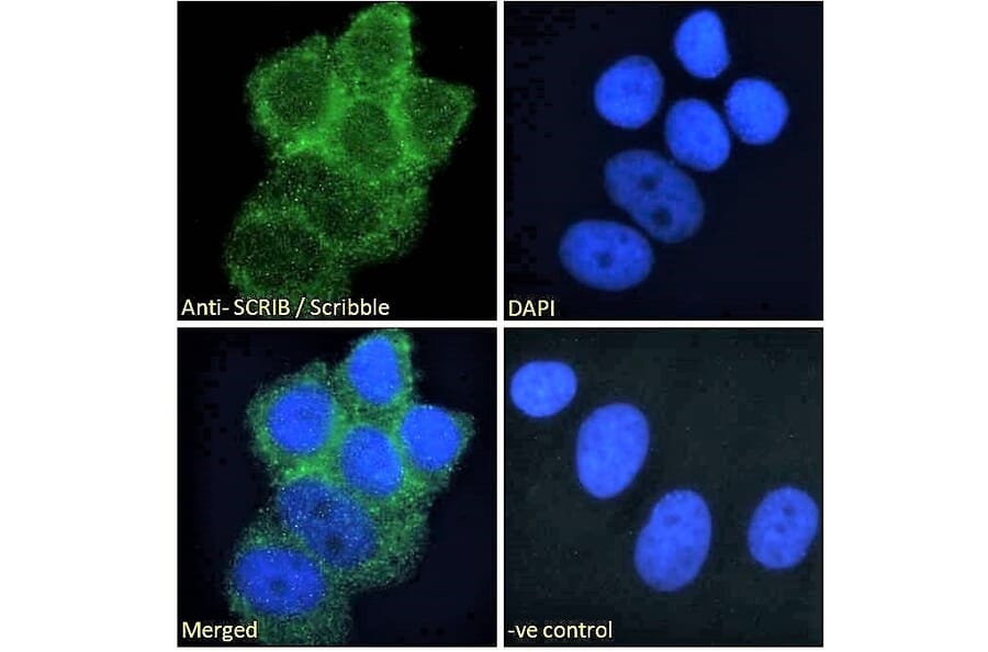 Immunofluorescence - Anti-SCRIBBLE Antibody (A121159) - Antibodies.com