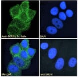 Immunofluorescence - Anti-SCRIBBLE Antibody (A121159) - Antibodies.com