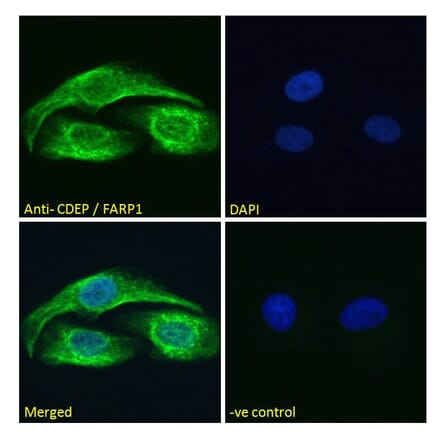 Immunofluorescence - Anti-FARP1 Antibody (A121160) - Antibodies.com
