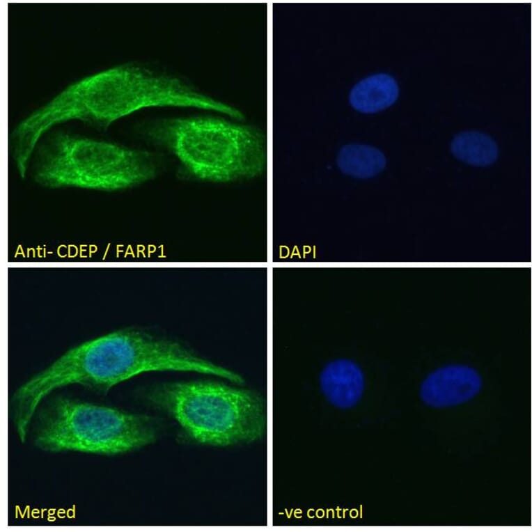 Immunofluorescence - Anti-FARP1 Antibody (A121160) - Antibodies.com
