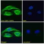 Immunofluorescence - Anti-FARP1 Antibody (A121160) - Antibodies.com