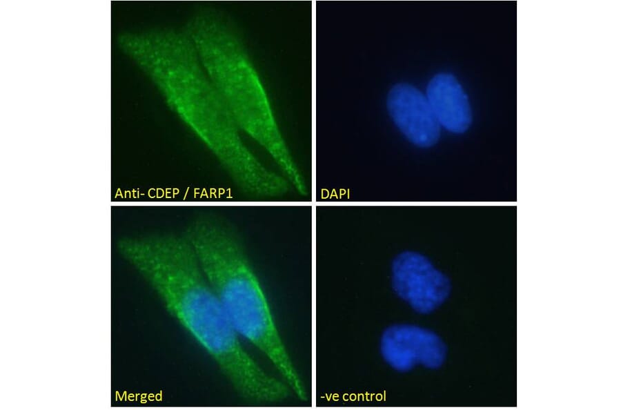 Immunofluorescence - Anti-FARP1 Antibody (A121160) - Antibodies.com