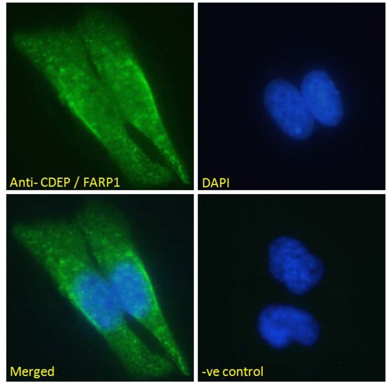 Immunofluorescence - Anti-FARP1 Antibody (A121160) - Antibodies.com