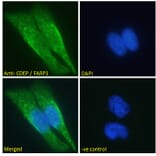 Immunofluorescence - Anti-FARP1 Antibody (A121160) - Antibodies.com