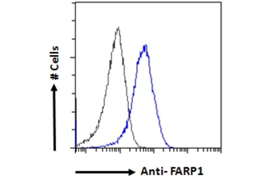 Flow Cytometry - Anti-FARP1 Antibody (A121160) - Antibodies.com