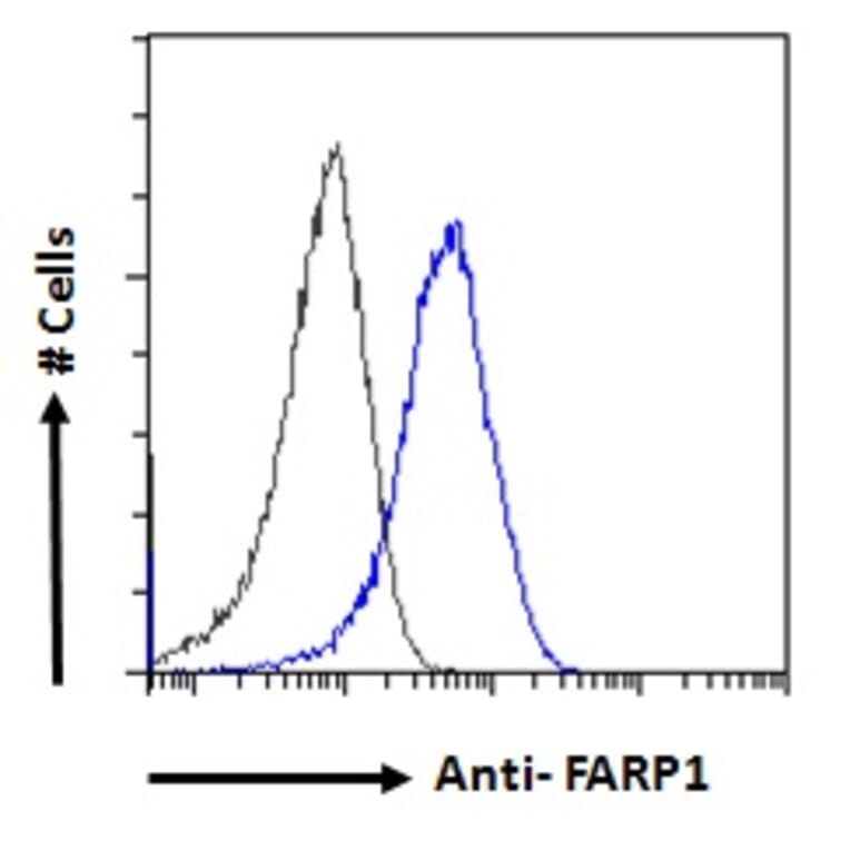Flow Cytometry - Anti-FARP1 Antibody (A121160) - Antibodies.com