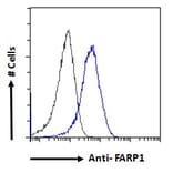 Flow Cytometry - Anti-FARP1 Antibody (A121160) - Antibodies.com