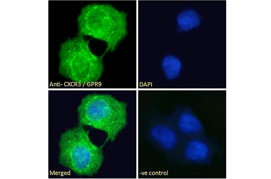 Immunofluorescence - Anti-CXCR3 Antibody (A121162) - Antibodies.com