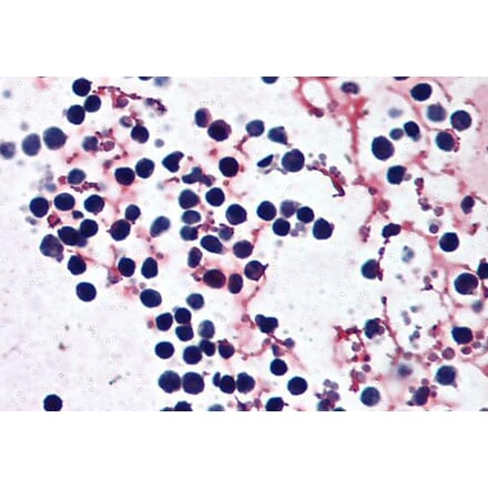 Immunohistochemistry - Anti-Cryopirin Antibody (A121153)