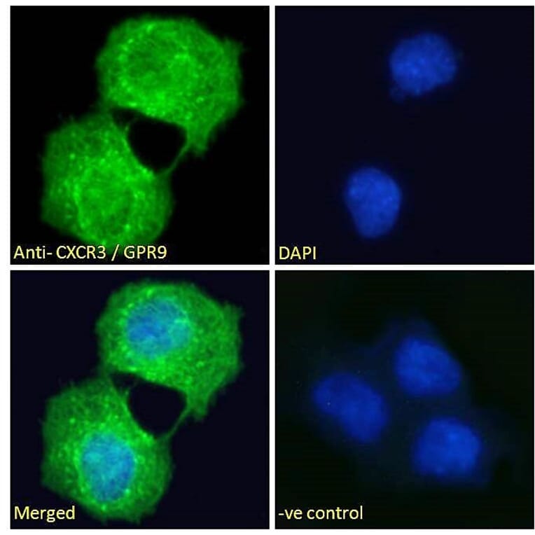 Immunofluorescence - Anti-CXCR3 Antibody (A121162) - Antibodies.com