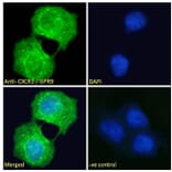 Immunofluorescence - Anti-CXCR3 Antibody (A121162) - Antibodies.com