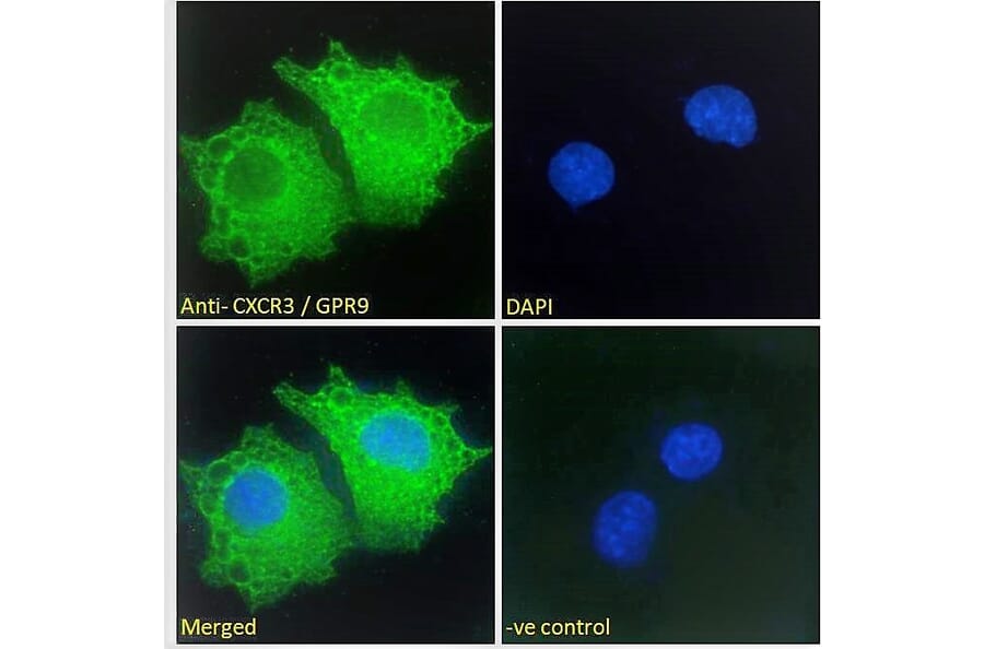 Immunofluorescence - Anti-CXCR3 Antibody (A121162) - Antibodies.com