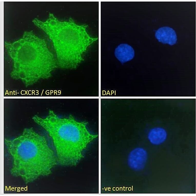 Immunofluorescence - Anti-CXCR3 Antibody (A121162) - Antibodies.com