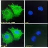 Immunofluorescence - Anti-CXCR3 Antibody (A121162) - Antibodies.com