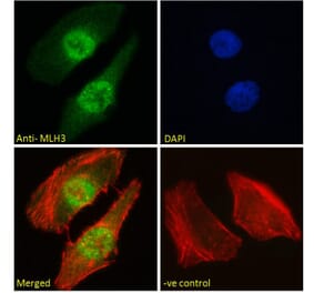 Immunofluorescence - Anti-MLH3 Antibody (A121163) - Antibodies.com