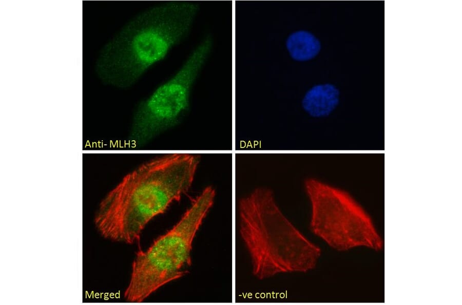 Immunofluorescence - Anti-MLH3 Antibody (A121163) - Antibodies.com