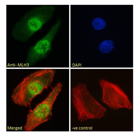 Immunofluorescence - Anti-MLH3 Antibody (A121163) - Antibodies.com