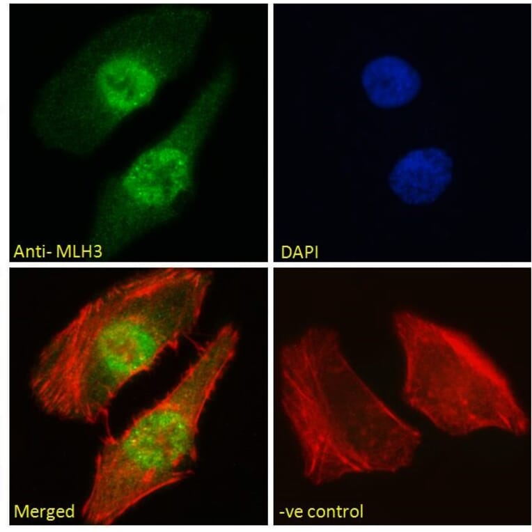 Immunofluorescence - Anti-MLH3 Antibody (A121163) - Antibodies.com