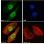 Immunofluorescence - Anti-MLH3 Antibody (A121163) - Antibodies.com