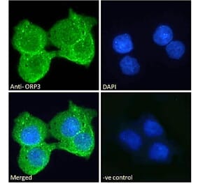 Immunofluorescence - Anti-ORP-3 Antibody (A121164) - Antibodies.com