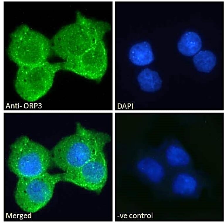 Immunofluorescence - Anti-ORP-3 Antibody (A121164) - Antibodies.com