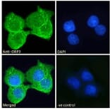 Immunofluorescence - Anti-ORP-3 Antibody (A121164) - Antibodies.com