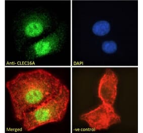 Immunofluorescence - Anti-CLEC16A Antibody (A121152)
