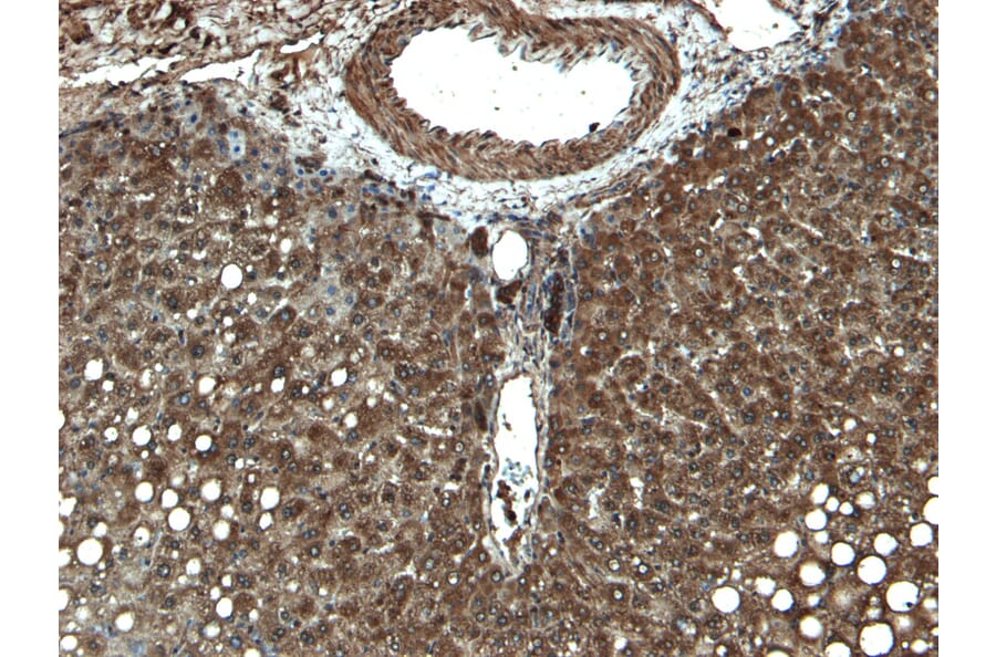 Immunohistochemistry - Anti-Cytochrome P450 3A4/CYP3A4 Antibody (A121165) - Antibodies.com