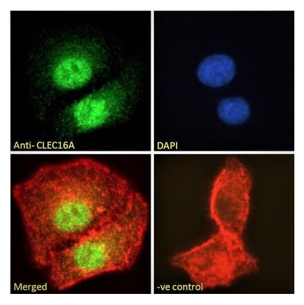 Immunofluorescence - Anti-CLEC16A Antibody (A121152)