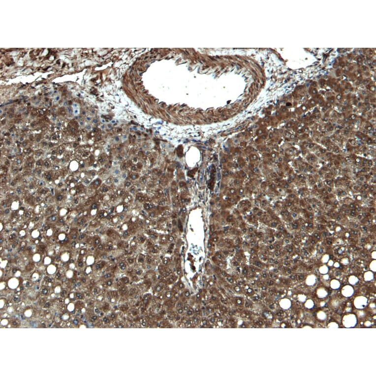 Immunohistochemistry - Anti-Cytochrome P450 3A4/CYP3A4 Antibody (A121165) - Antibodies.com