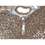 Immunohistochemistry - Anti-Cytochrome P450 3A4/CYP3A4 Antibody (A121165) - Antibodies.com