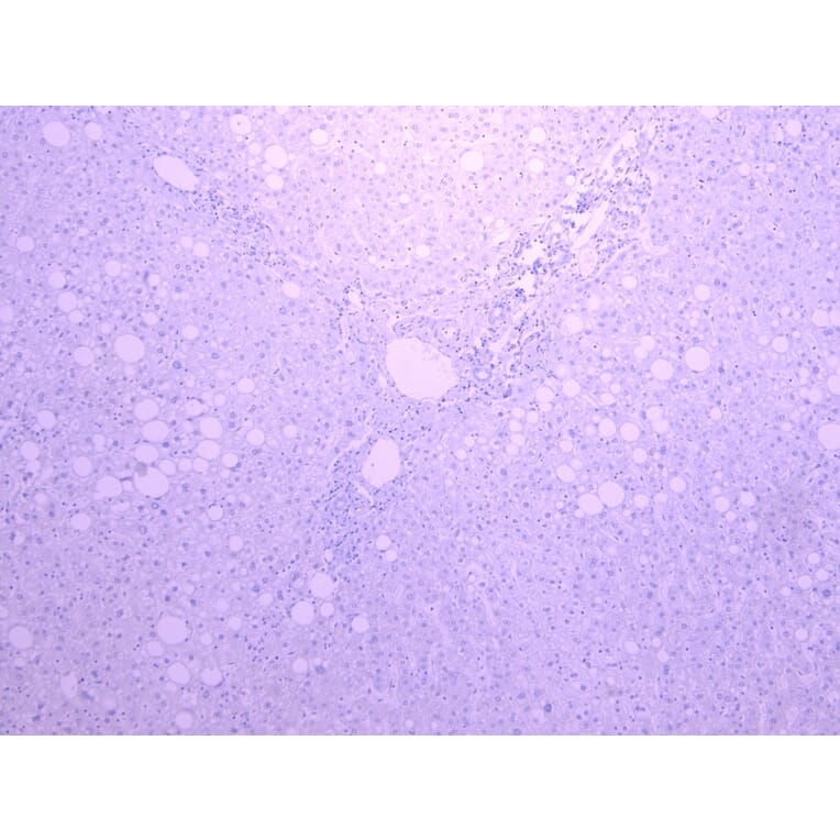 Immunohistochemistry - Anti-Cytochrome P450 3A4/CYP3A4 Antibody (A121165) - Antibodies.com