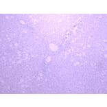 Immunohistochemistry - Anti-Cytochrome P450 3A4/CYP3A4 Antibody (A121165) - Antibodies.com