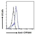 Flow Cytometry - Anti-Cytochrome P450 3A4/CYP3A4 Antibody (A121165) - Antibodies.com