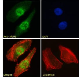 Immunofluorescence - Anti-MLH3 Antibody (A121163)