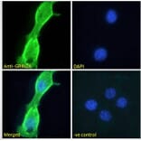 Immunofluorescence - Anti-NMDAR2A Antibody (A121167) - Antibodies.com