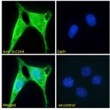 Immunofluorescence - Anti-Glucose Transporter GLUT4 Antibody (A121168) - Antibodies.com