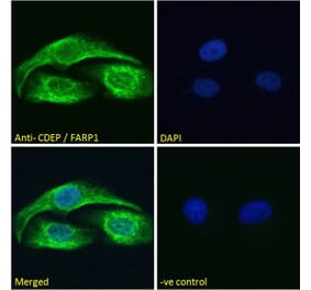 Immunofluorescence - Anti-CDEP Antibody (A121160)