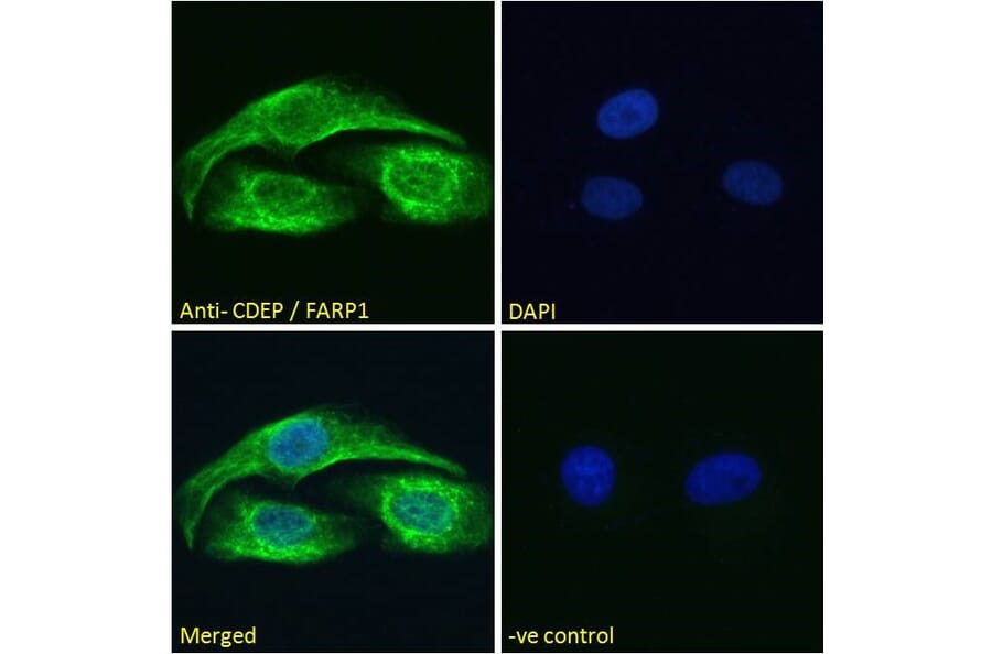 Immunofluorescence - Anti-CDEP Antibody (A121160)