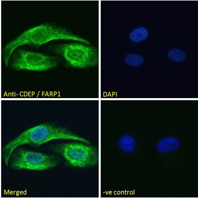 Immunofluorescence - Anti-CDEP Antibody (A121160)